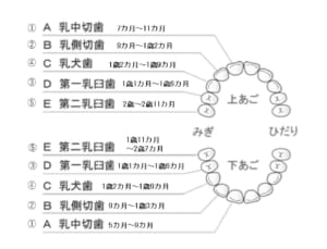 西宮北口　歯医者　乳歯の生える時期