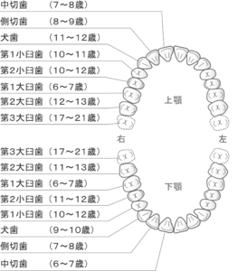 西宮北口　歯医者　永久歯生える時期
